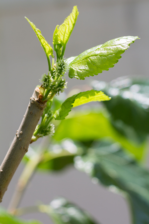 selective focus of top mulberry tree, with blurred other background.の写真素材