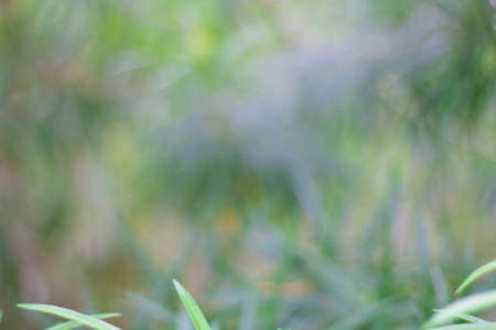 Bokeh of green leaf in the forest. for used as background.の写真素材