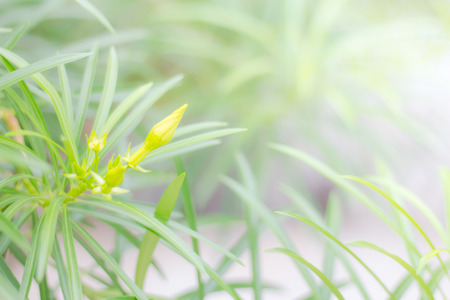 Soft focus of flower and green leaf in the forest. for used as background.の写真素材