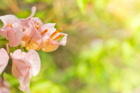 Soft focus of Pink Bougainvillea glabra Choisy flower with leaves Beautiful Paper Flower vintage in the garden ,grass background blurry,Asian flowersの写真素材