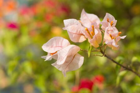 Soft focus of Pink Bougainvillea glabra Choisy flower with leaves Beautiful Paper Flower vintage in...