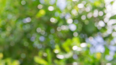 Green natural background of out of focus forest or bokeh.の写真素材
