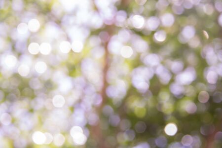 Blurred tree branch. Abstract spring background. Green natural background of out of focus forest or bokeh.の写真素材