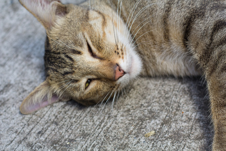 Thailand Cat lethargic. Abstract Siam cat sit on cement floor. Cat sit on white floor.の写真素材