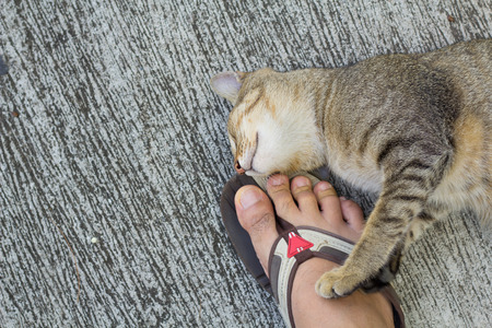 Thailand Cat lethargic. Abstract Siam cat sit on cement floor. Cat sit on white floor.の写真素材