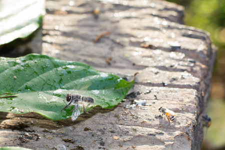 bee clamp on the leaf and wooden