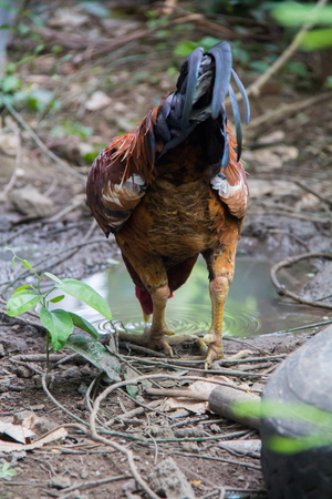 Gamecocks in Thailand, beautiful color. Abstract red cockfight, chicken.の写真素材