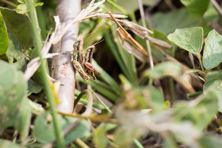 Beautiful grasshopper, hybridize in the field backdrop. small grasshopper insects are breed on green grass leaves.の写真素材