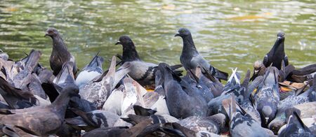 Pigeons. Flock of pigeons eating food on the cement floor.の写真素材