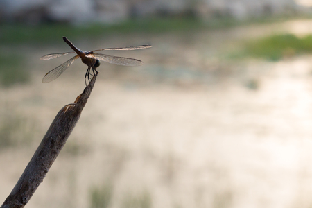 blue dragonfly in the dry grass. beautiful sky dragonfly on the field.の写真素材