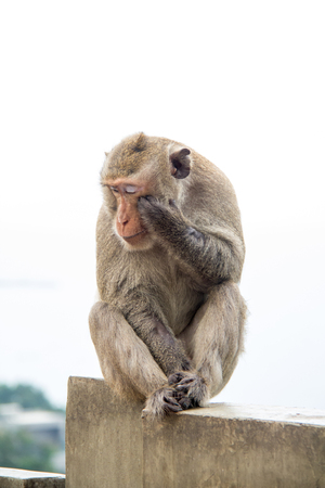 Monkey of portrait isolated white background.の写真素材