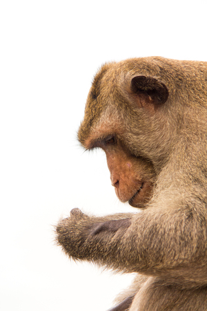Monkey of portrait isolated white background.