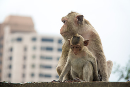 baby monkey and mother monkey sitting on the concrete or cement.の写真素材