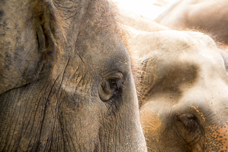 elephent face close up, feeling tired.の写真素材