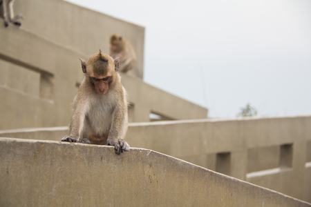 baby monkey sitting on the concrete cement.の写真素材