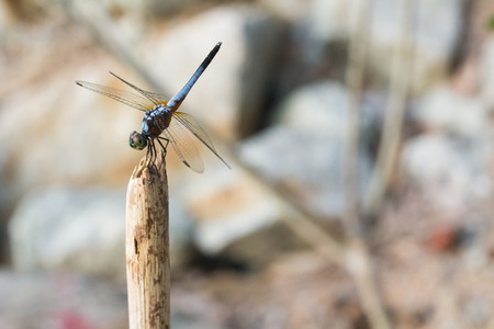 blue dragonfly in the dry grass. beautiful sky dragonfly on the field.の写真素材