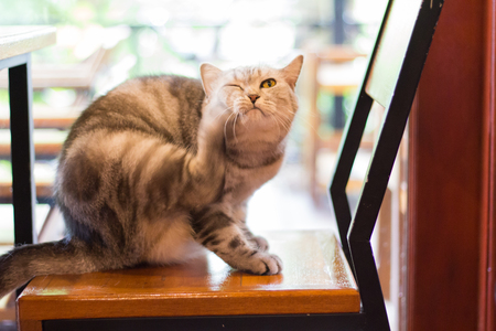 Cat lying on the wooden floor in the background blurred close up playful catsの写真素材