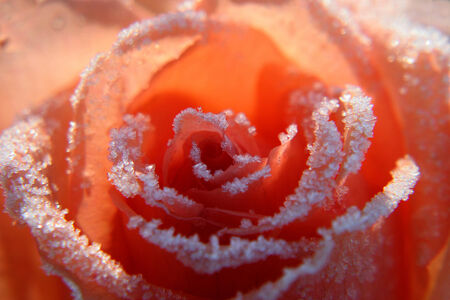 blossoming bud of a pink rose covered with snowの写真素材