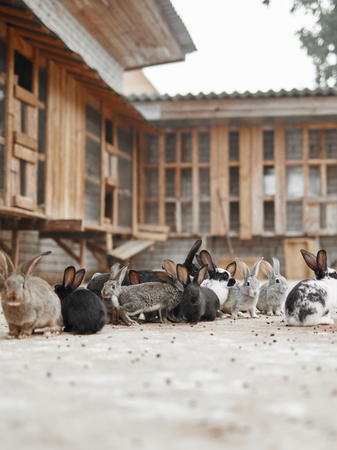 Many rabbits of different colors on the farmの写真素材