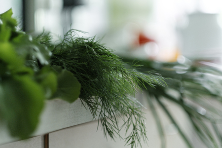 Fresh bunch of organic onions,  dill, lettuce on the kitchenの写真素材