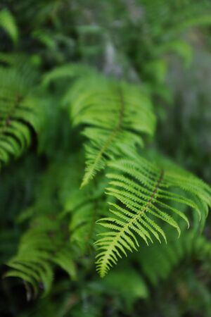 Green fern leaves in the forestの写真素材
