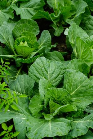 Fresh green cabbage grows on the beds