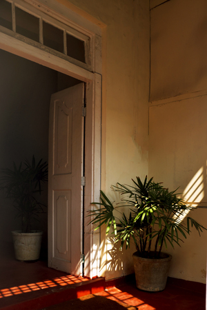 Light falls on a wall and a flower in a pot in a southern countryの写真素材