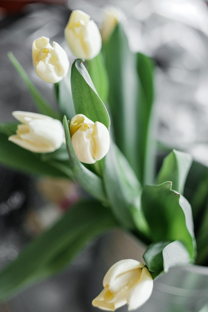 white tulips lie on a light background. Delicate spring bouquet with green leavesの写真素材