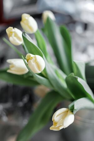 white tulips lie on a light background. Delicate spring bouquet with green leavesの写真素材