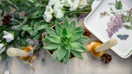 Rustic Dining Table. Succulent on wooden background, botanical conceptの写真素材