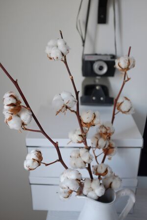 A sprig of cotton. In the background old cameraの写真素材