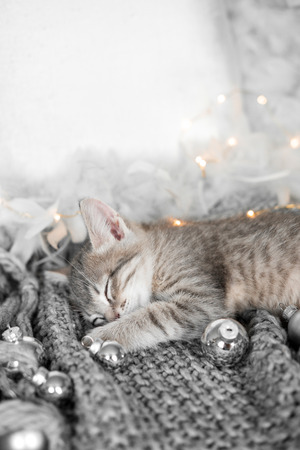 A cute kitten lies on a gray plaid. Christmas decorationの写真素材