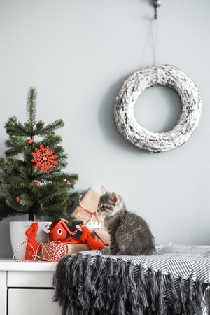 Cute kitten in a Christmas home decoration redの写真素材