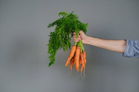 Farm hand holds bunch of fresh organic carrots on gray background.