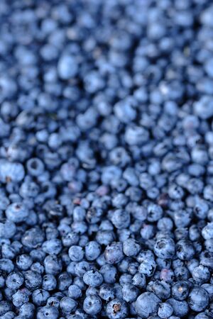 Blueberry background. Ripe and juicy fresh picked blueberries closeupの写真素材