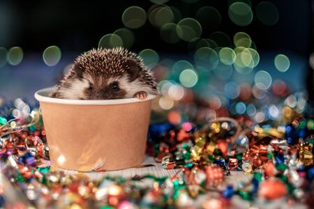 A small decorative hedgehog is looking at the camera. Christmas card with a cute little hedgehog. Holidays, winter and celebration concept. copyspace - holidays, animals and celebration concept