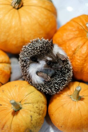 Cute little hedgehog curled in a ball lies on pumpkins. Autumn Thanksgiving Background. Copyspace - holidays, animals and celebration conceptの写真素材
