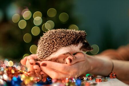 Christmas card - little cute hedgehog sits on hands. fir background. New year card hedgehog. Holidays, winter and celebration concept.の写真素材
