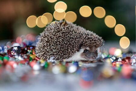 Christmas card with a cute little hedgehog. Holidays, winter and celebration concept. copyspace - holidays, animals and celebration conceptの写真素材