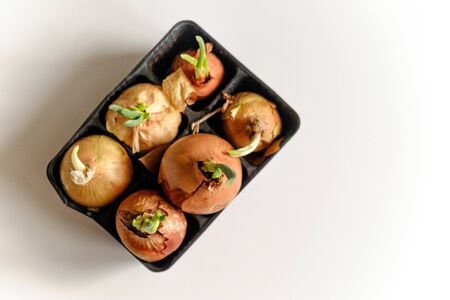 sprouted onions in a container on a white background. top view