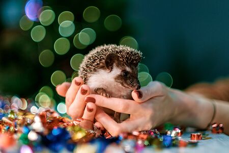 Little cute hedgehog sits on hands. fir background. New year card hedgehog. Holidays, winter and celebration concept.の写真素材