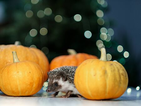 A cute little hedgehog walks around the table with pumpkins. Autumn Thanksgiving and Halloween Background. Copyspace - holidays, animals and celebration conceptの写真素材