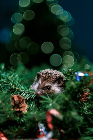 Christmas card with a cute little hedgehog. fir background. New year card hedgehog. Holidays, winter and celebration concept. copyspace - holidays, animals and celebration conceptの写真素材