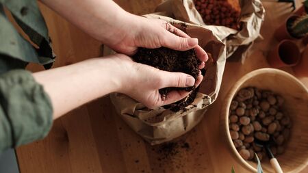 land for indoor plants in the hands. A young woman is engaged in a plant transplant. Hobby. Flower...