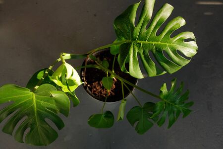 Beautiful leaves of Monstera in the sun. Monstera in a modern interior. Flowers in the interior. The concept of minimalism. Background for the siteの写真素材
