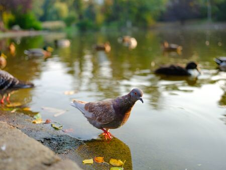 dove in the pond on a sunny autumn day.の写真素材