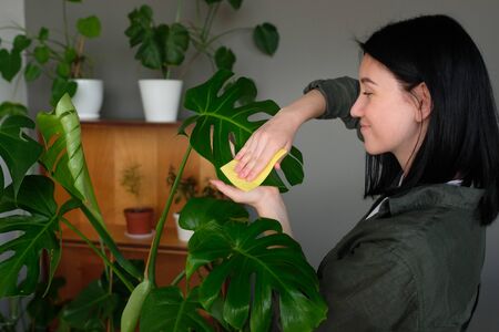 European young woman caring for a houseplant in a pot. Girl gently wipes the green leaves of...