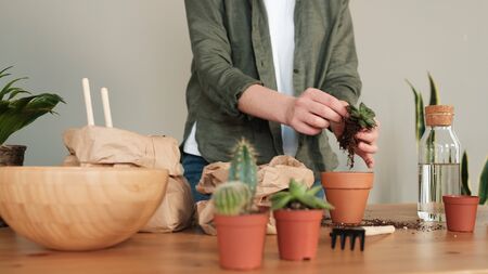 plant transplant process. A young woman cares for indoor plants, watering and pruning them. Eco...