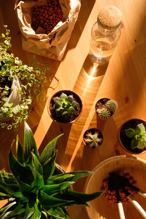 home plants on a wooden table in the sun. Flat lay. beautiful light. water glare.の写真素材