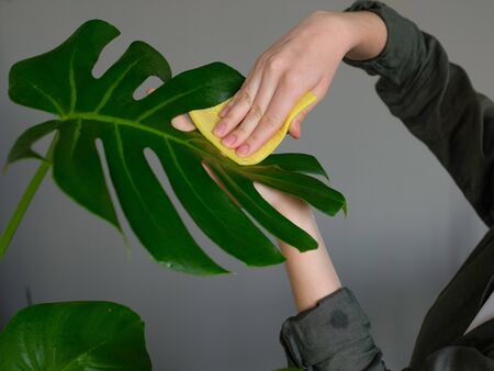 European young woman caring for a houseplant in a pot. Girl gently wipes the green leaves of...